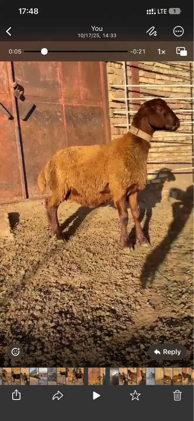 میش هترو همراه بره همو|حیوانات مزرعه|سراب, |دیوار