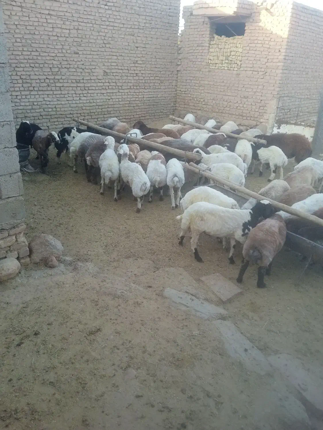 گوشت.دام زنده|خوردنی و آشامیدنی|نیمبلوک, |دیوار