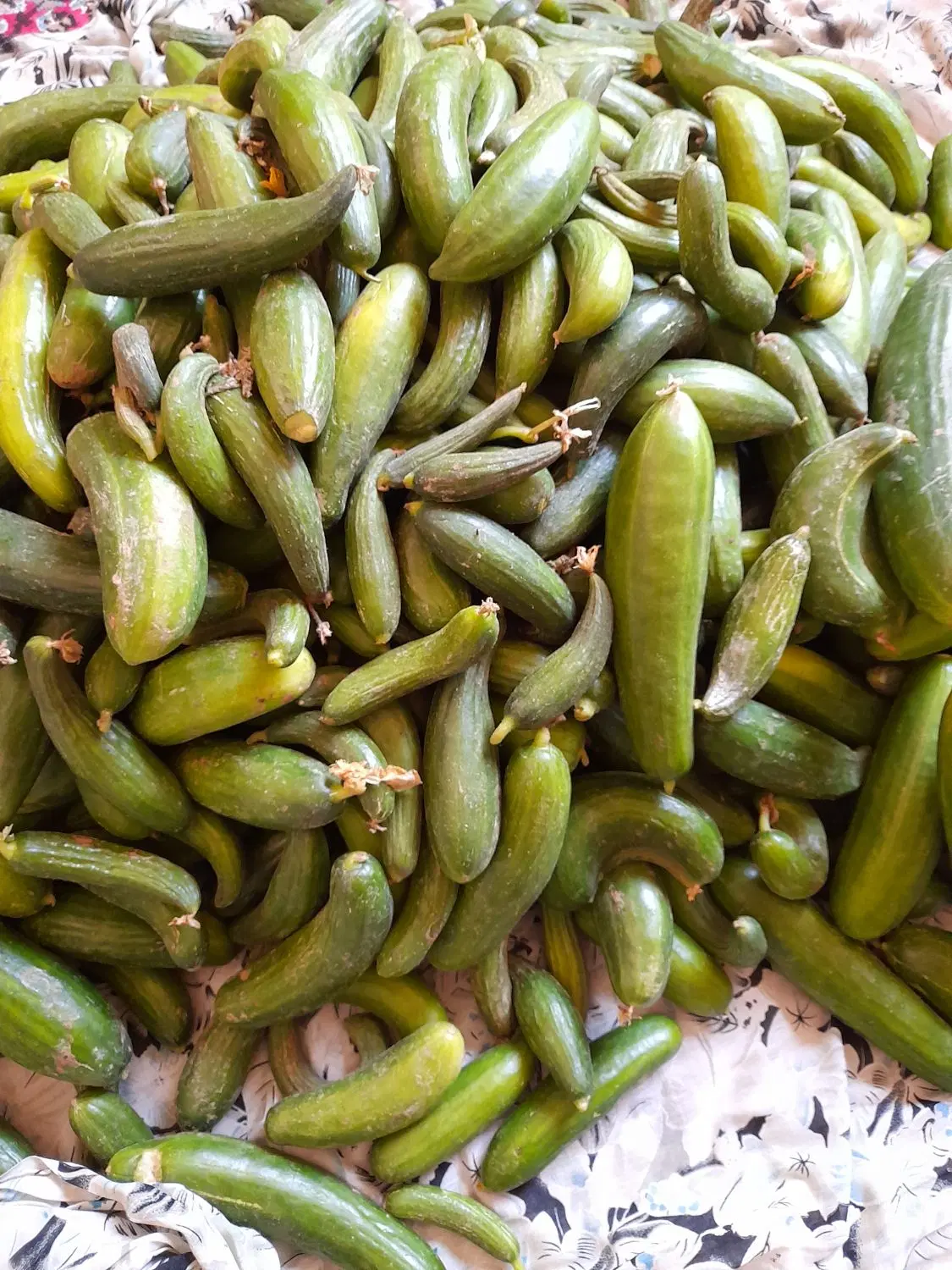 خیار|خوردنی و آشامیدنی|بجنورد, |دیوار