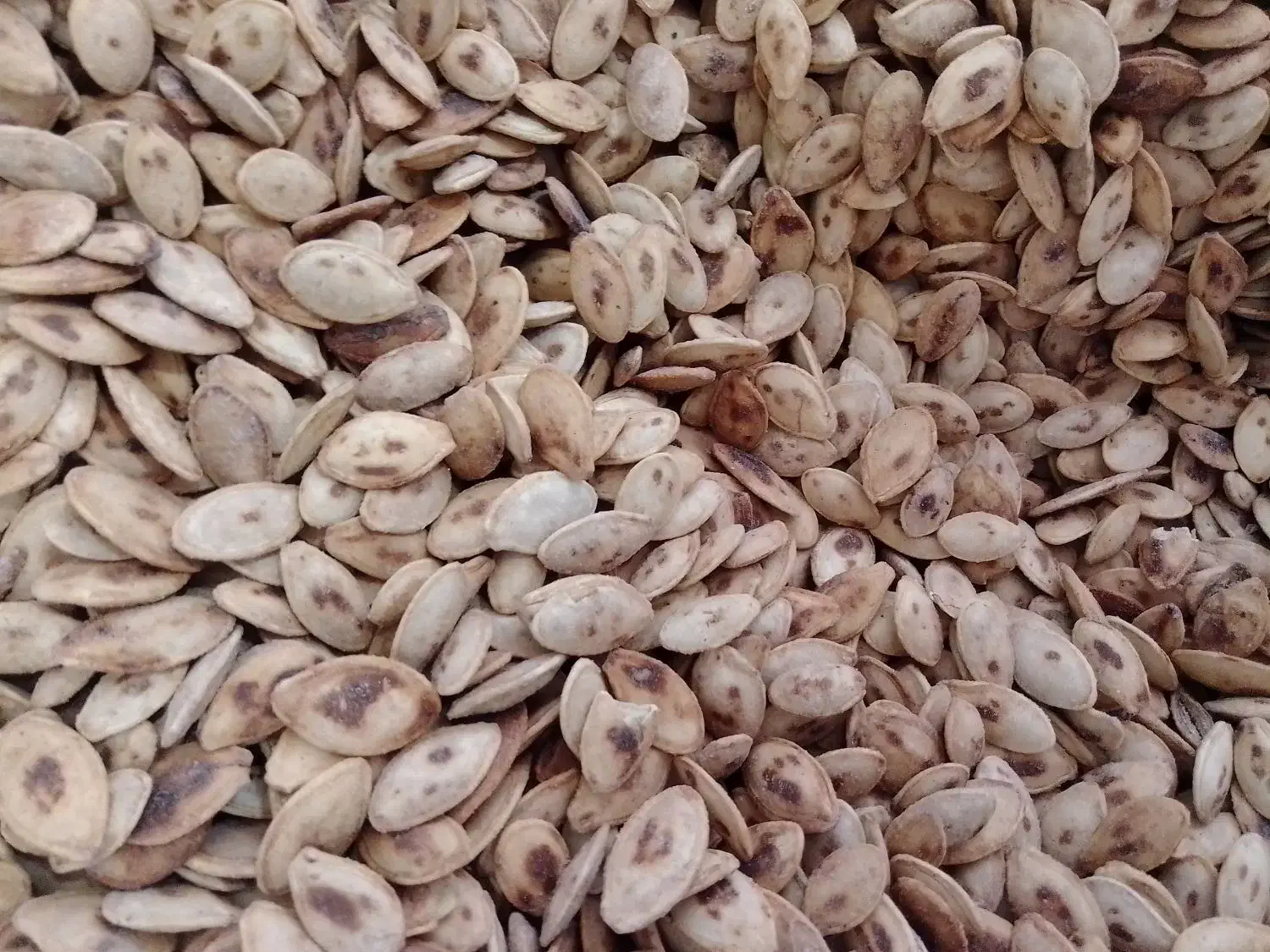 تخمه کدو+|خوردنی و آشامیدنی|قم, باسکول|دیوار