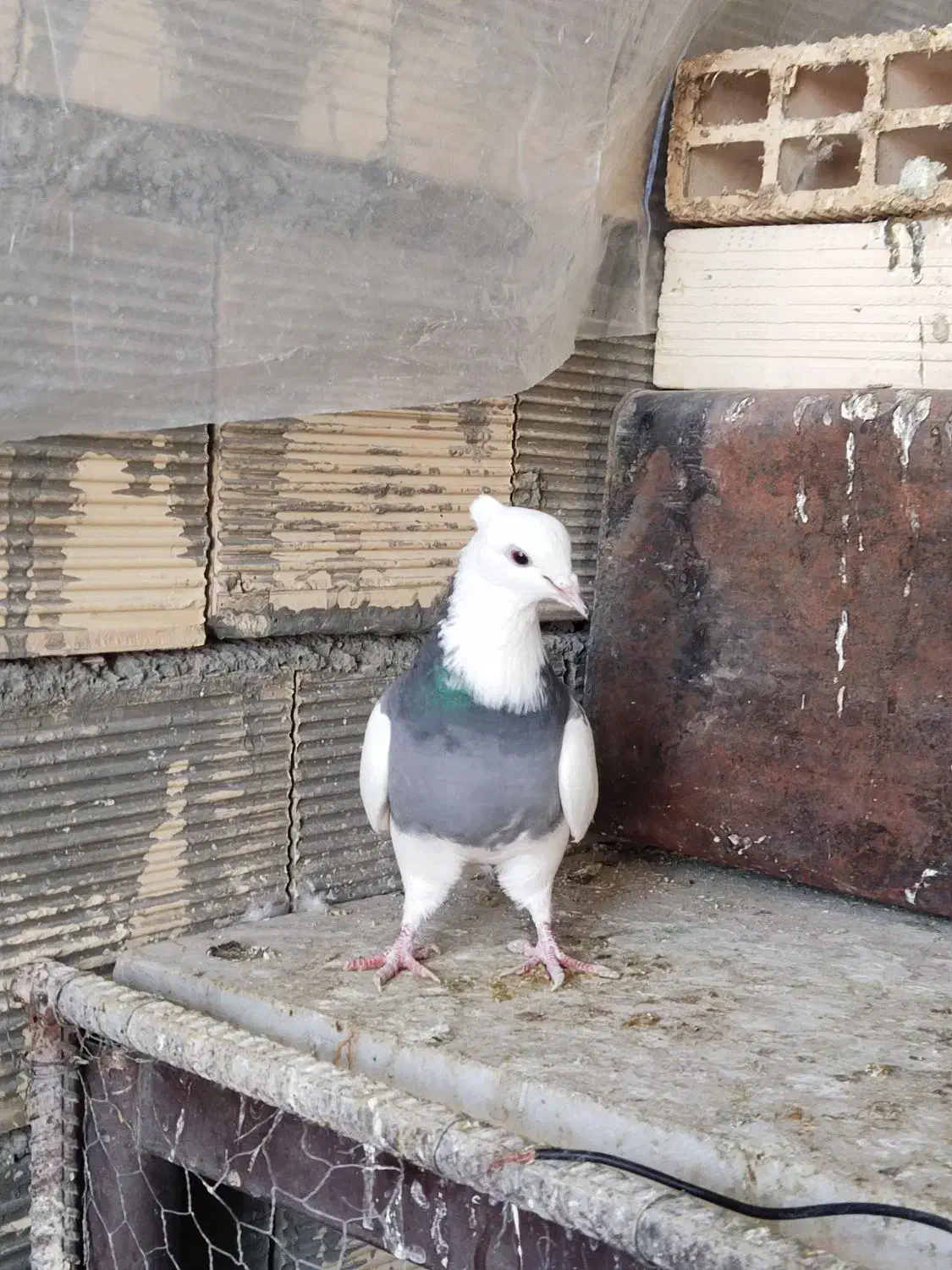 کبوتر طوقی|حیوانات|اصفهان, ملکشهر|دیوار