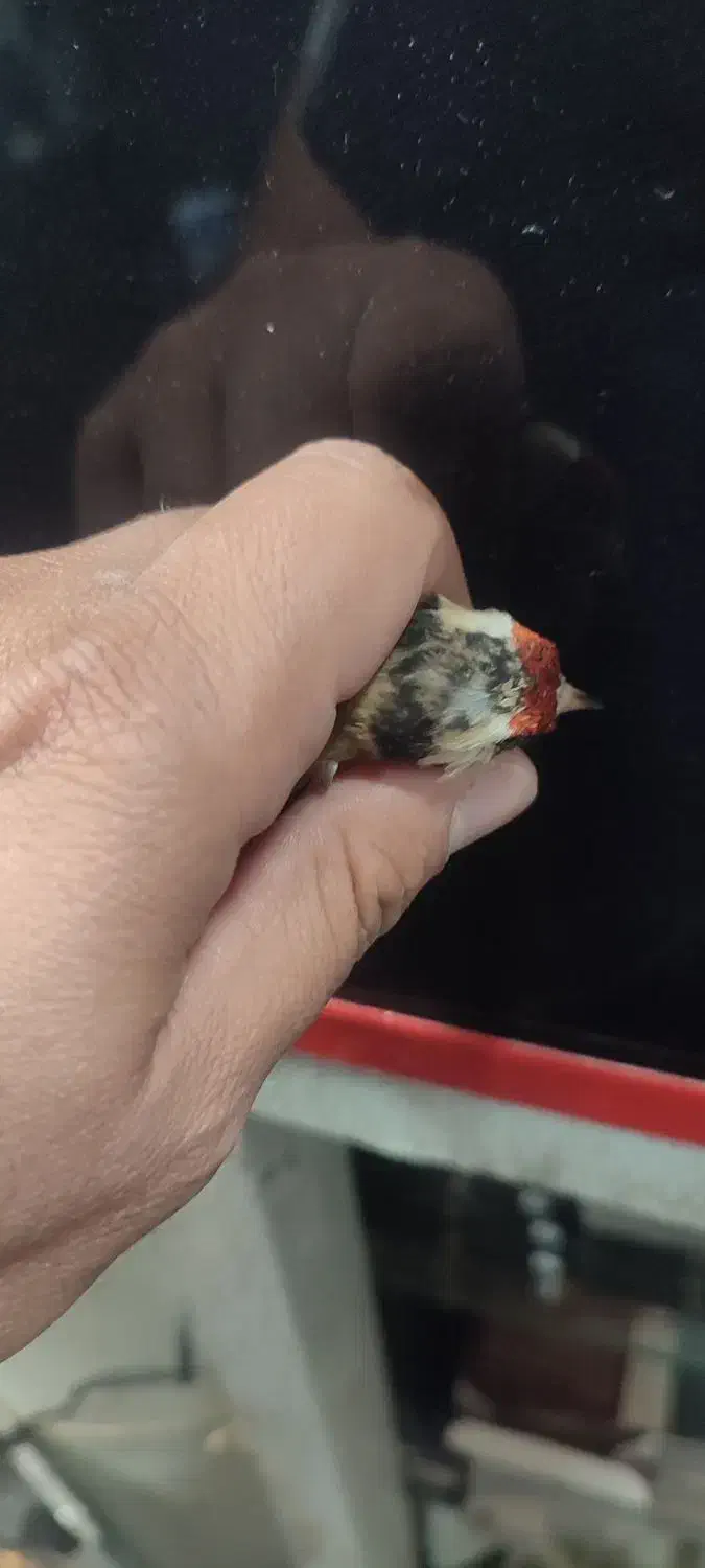 سهره سر سیاه استان فارسی|پرنده|شیراز, کوشک میدان|دیوار