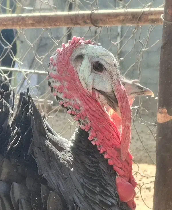 بوقلمون بالغ و خروس محلی|حیوانات مزرعه|شریف‌آباد, |دیوار