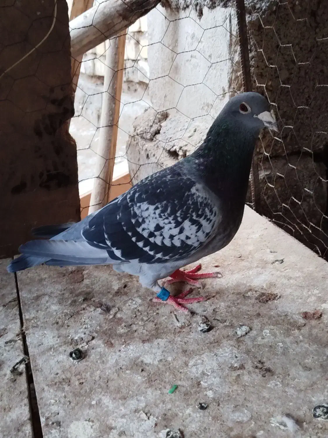 جفت پلاکی ماده جان آردن نربلژیک|پرنده|کارون, |دیوار