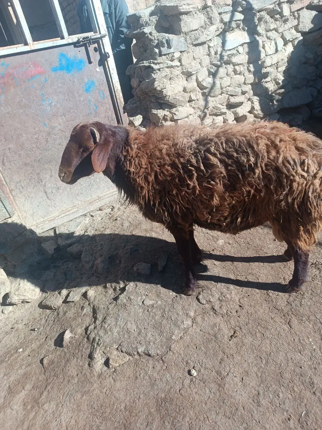 بره نر سالم به شرط هم برای قصابی وهم برای نگهداری|حیوانات مزرعه|ملایر, |دیوار