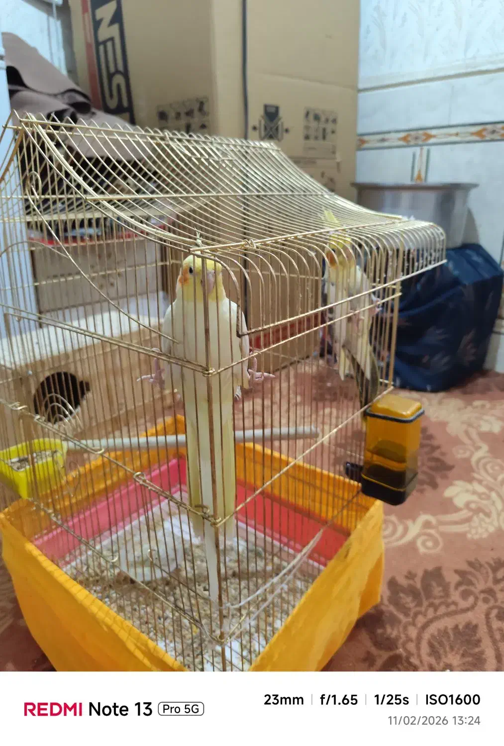 عروس هلندی|پرنده|خرمشهر, |دیوار