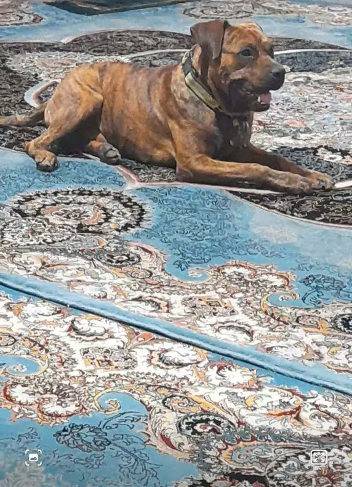 فروش سگ کین کورسو پیتبول معاوضه با موتور هم دارم|سگ|شیراز, گلشن|دیوار