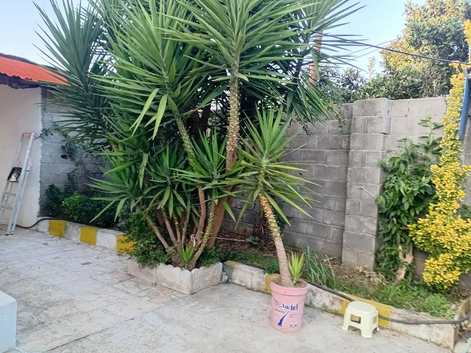 فروش گل یوگا|گل و گیاه طبیعی|بندر انزلی, چهارفریضه|دیوار