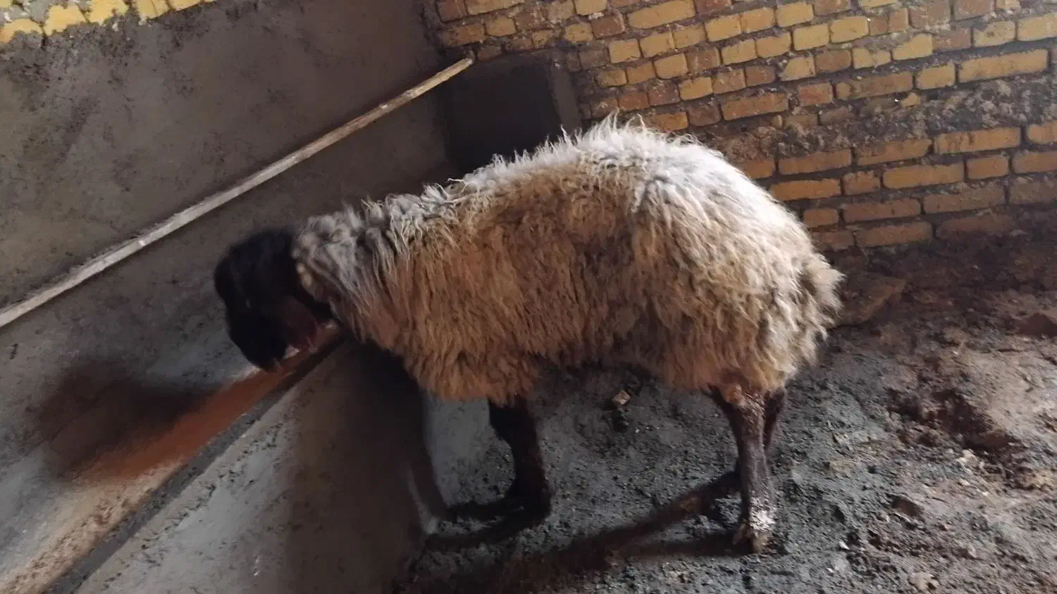 بره نر  وزن از ۴۵ کیلو قیمت مناسب|حیوانات مزرعه|قزوین, |دیوار