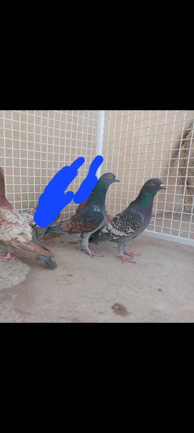 قره و طاووسی|پرنده|شیراز, آزادگان|دیوار