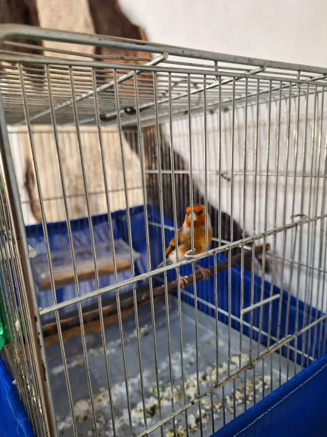 سهرقناری نر خوش رنگ کشیده لر بخون|پرنده|پاکدشت, حصار امیر|دیوار