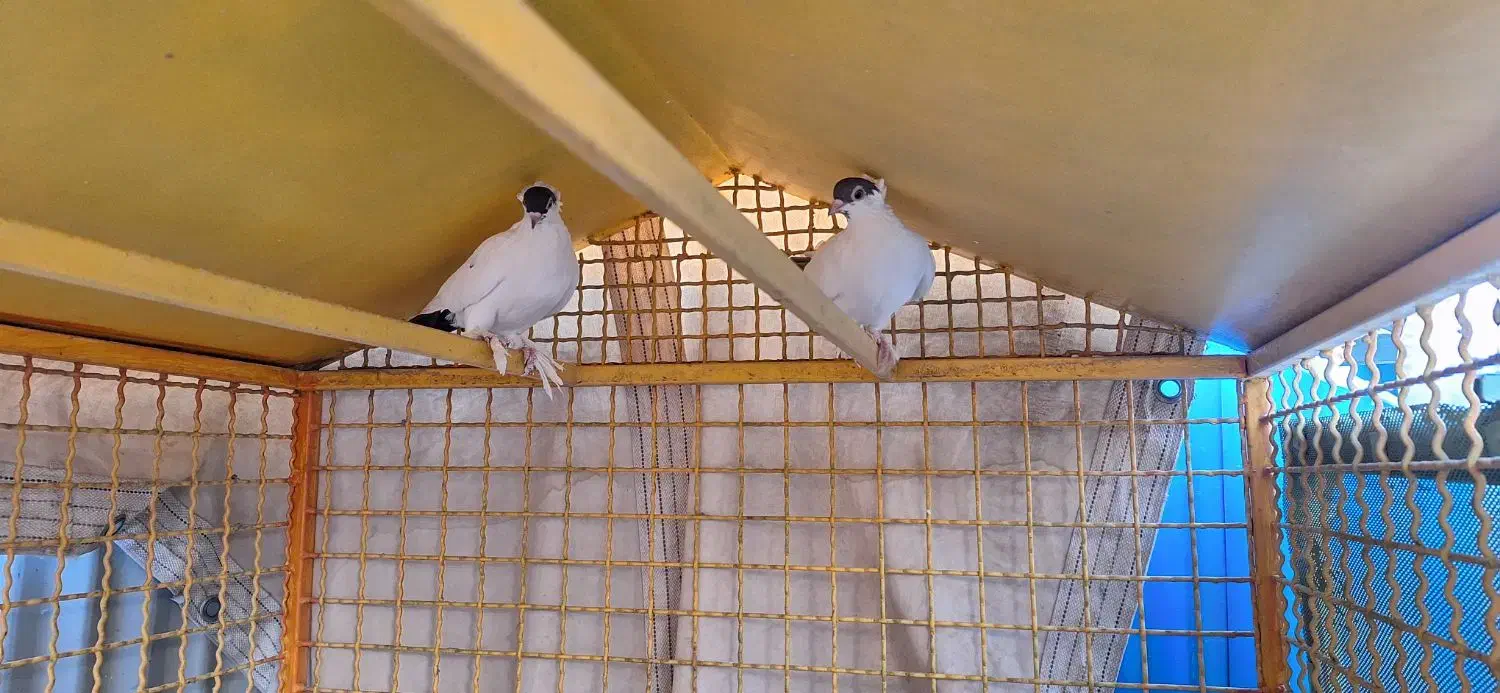 کبوتر راعبی ، پرستوئ ، هلندی ،|پرنده|خمینی‌شهر, |دیوار