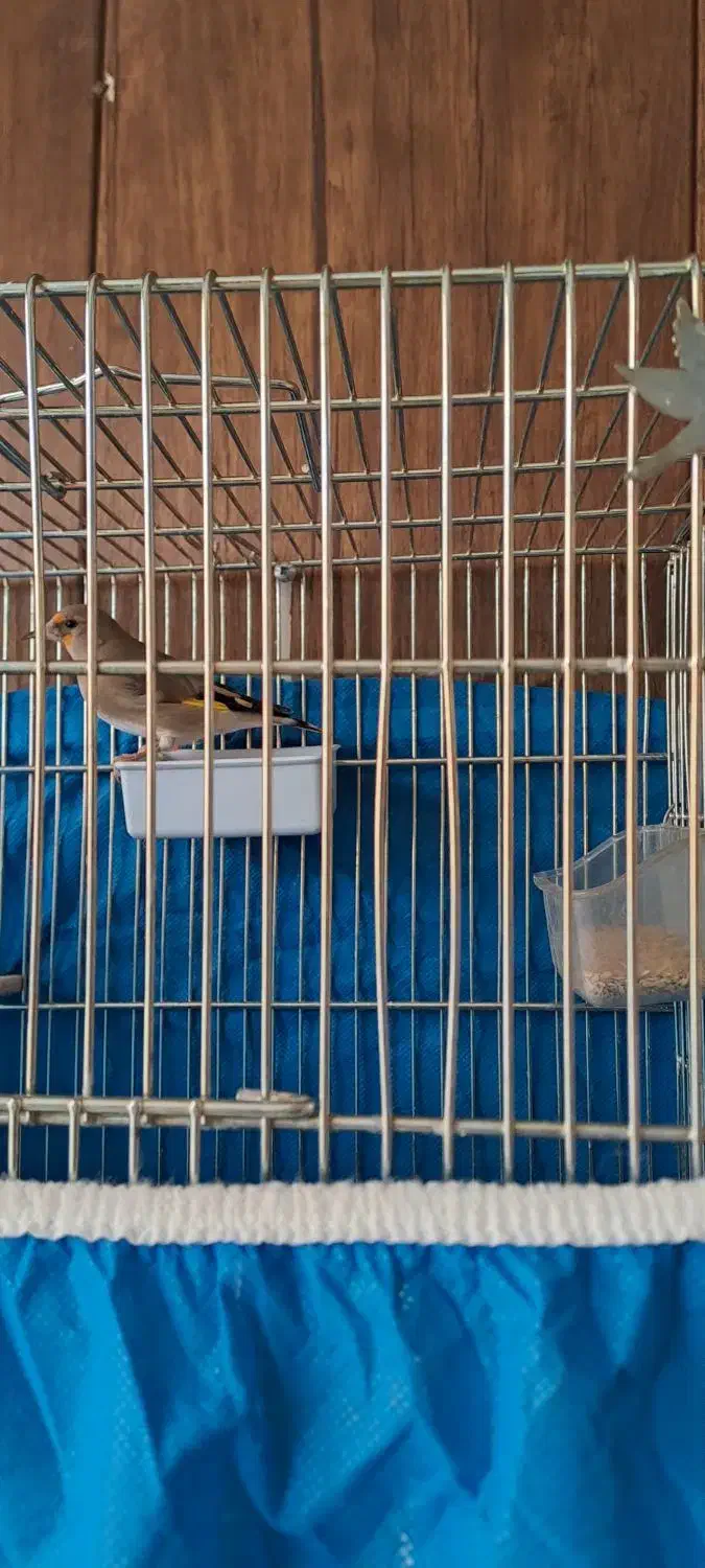 سهره دو رگ جوجه سال|پرنده|اصفهان, جامی|دیوار