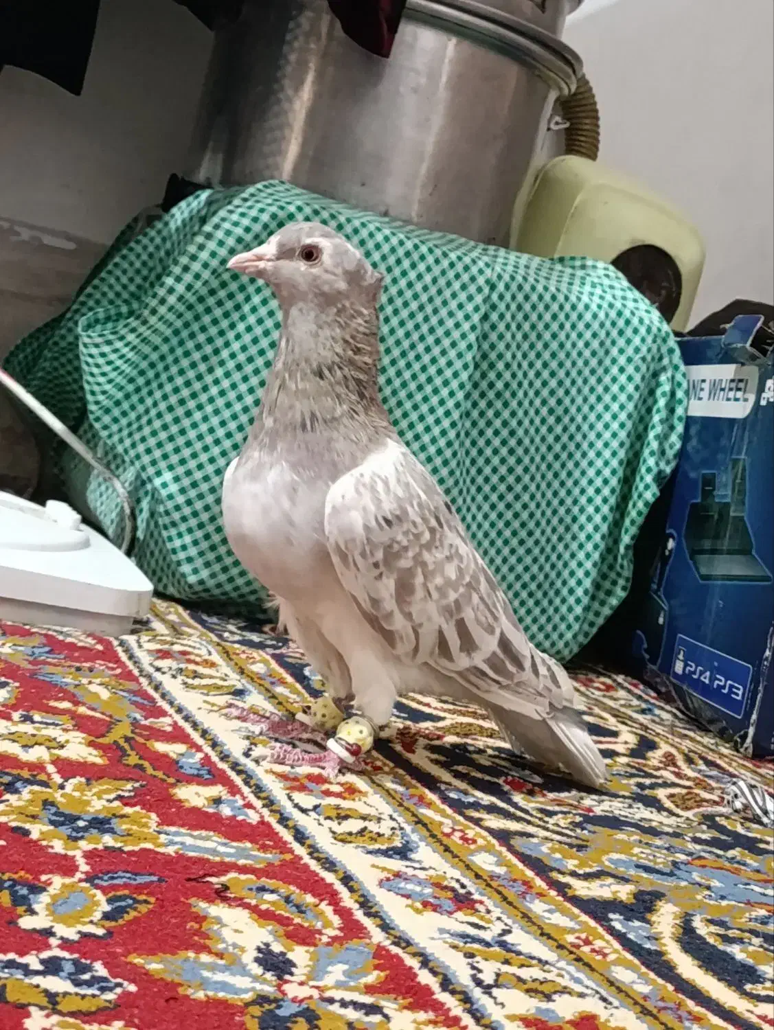 هفت رنگ دم سفید کاکل نر|پرنده|شهرآباد, |دیوار