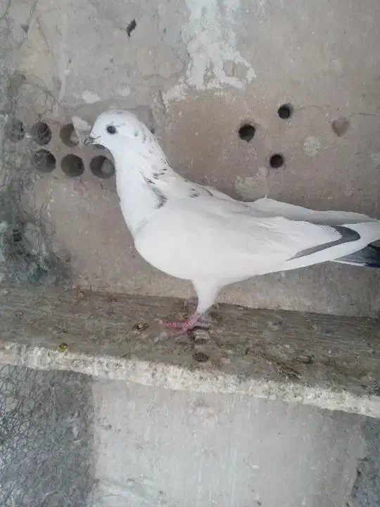 کفتر|پرنده|ری, صفاییه (چشمه علی)|دیوار