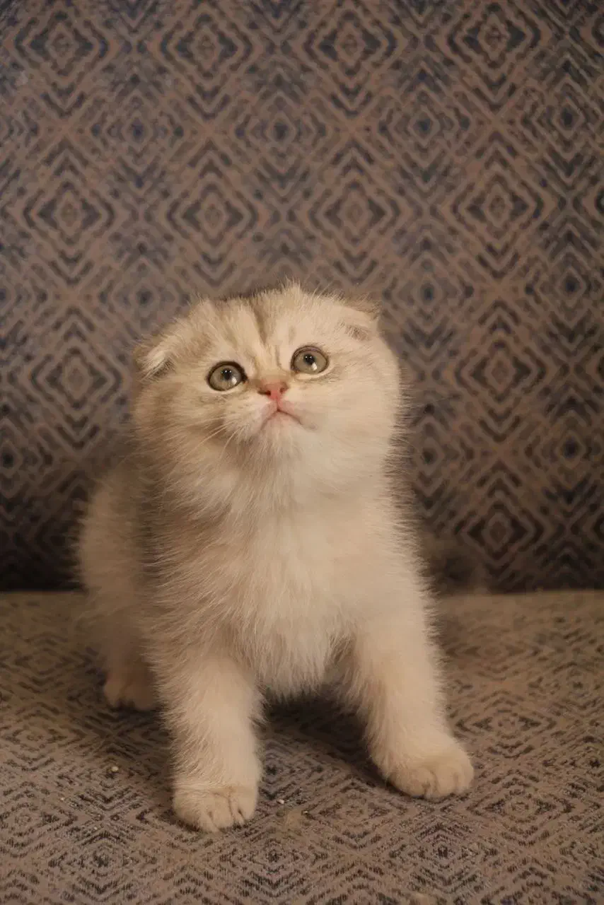 گربه اسکاتیش سیلورns11 اصیل|گربه|بندرعباس, |دیوار