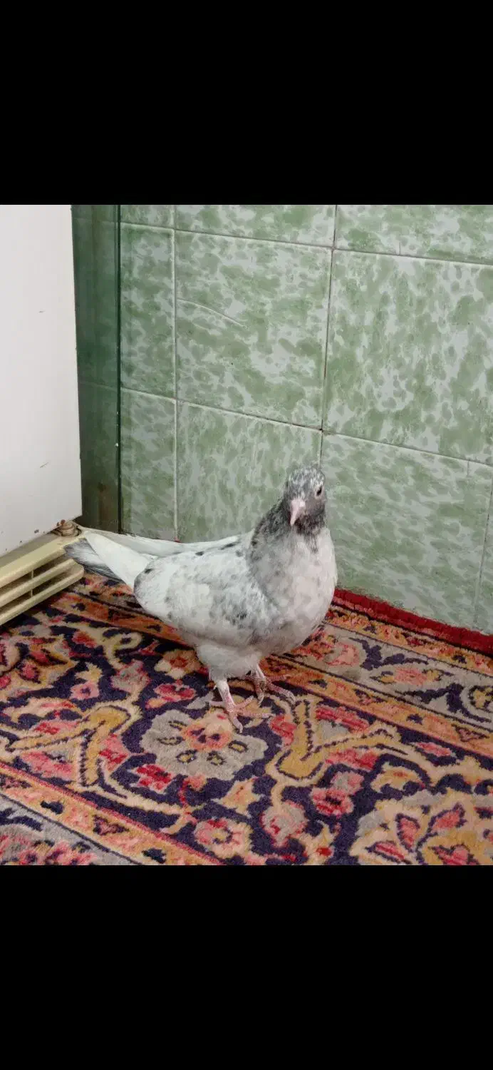 گرفتنی ساختمون بلند|پرنده|قم, حاج زینل|دیوار