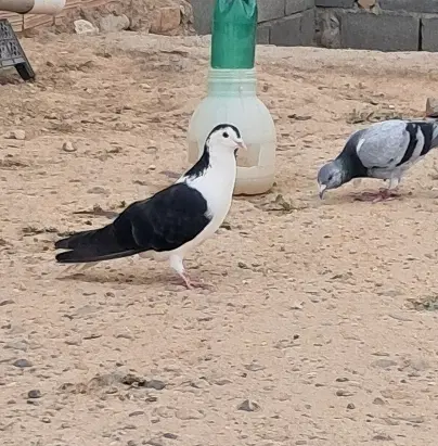 کفتر|پرنده|شیروان (خراسان), |دیوار