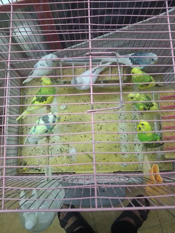 فروش 8 عدد مرغ عشق دونه 150 مقطوع|پرنده|قرچک, مهدیه|دیوار