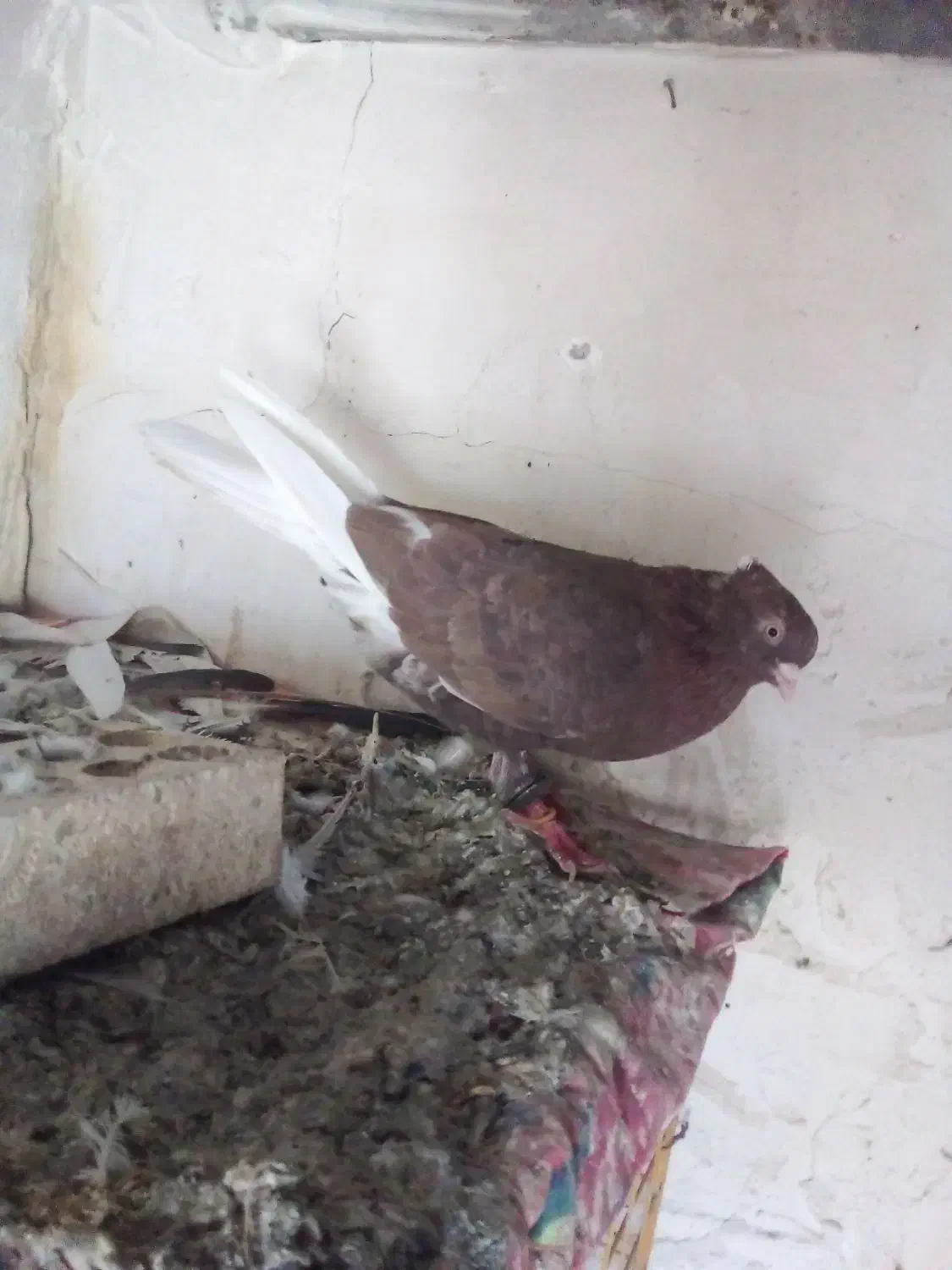 سوسنی چشم نوک|پرنده|مسجد سلیمان, |دیوار