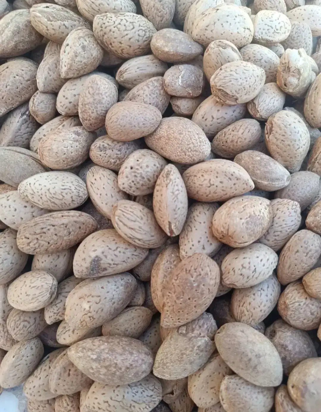 فروش بادوم درشت تازه|خوردنی و آشامیدنی|شیراز, آزادی|دیوار