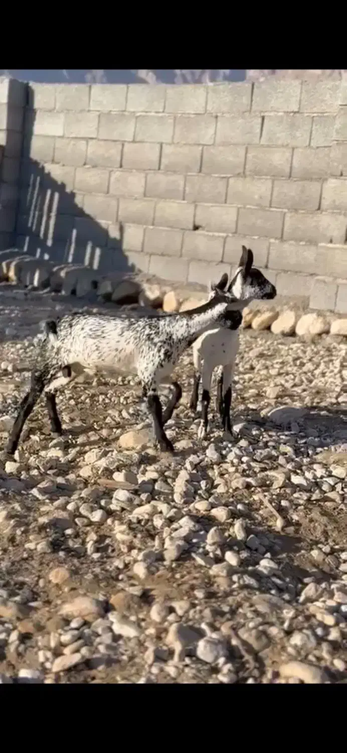 رنگ ناب|حیوانات مزرعه|بندر ماهشهر, |دیوار