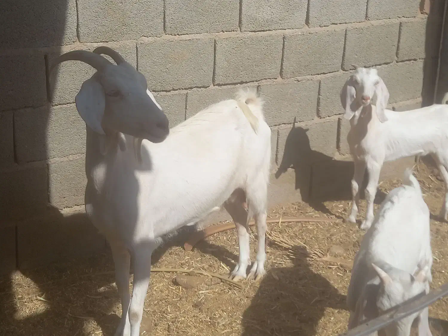 بز دورگ سانن شیرا|حیوانات مزرعه|طبس, |دیوار