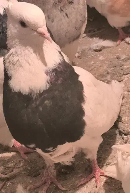 کبوتر طوقی|پرنده|کامیاران, |دیوار