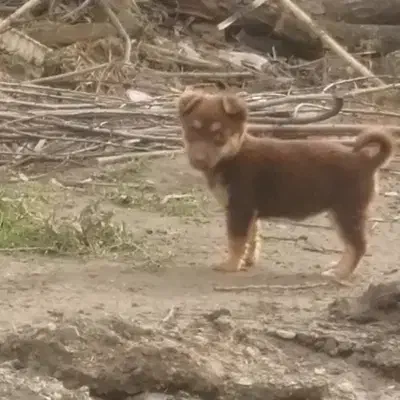 پاکوتا|سگ|دلند, |دیوار