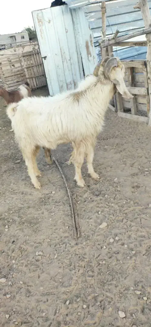 چبش|حیوانات مزرعه|جهرم, |دیوار