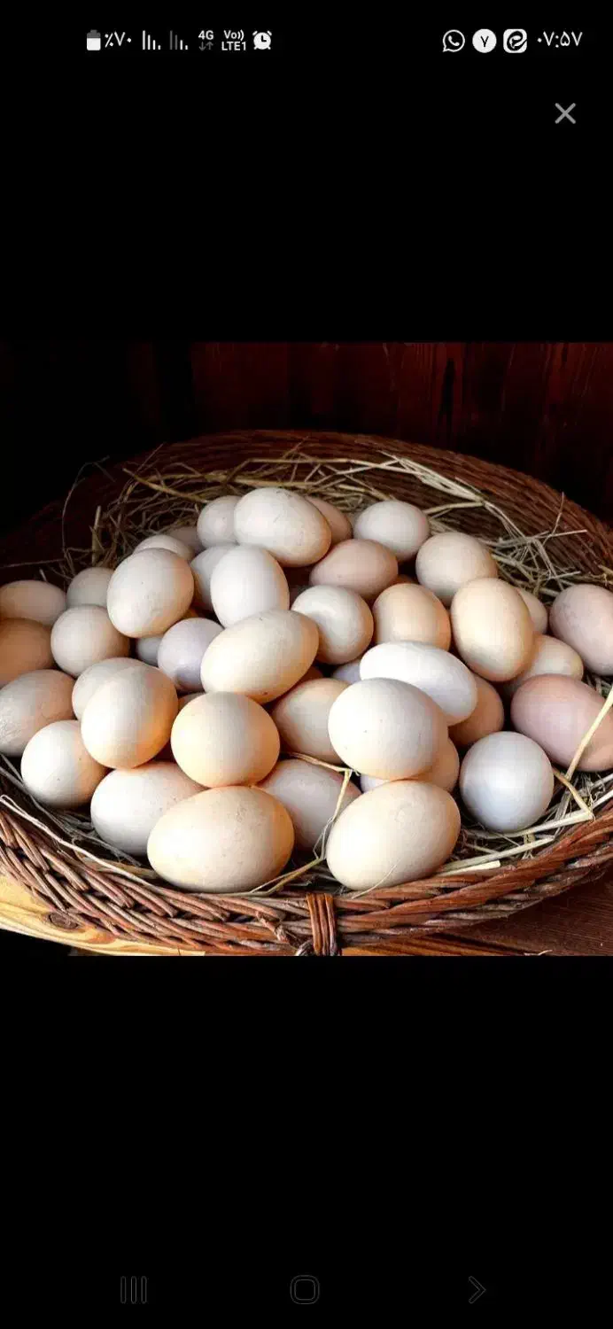 تخم مرغ محلی تمیز|خوردنی و آشامیدنی|امیدیه, |دیوار