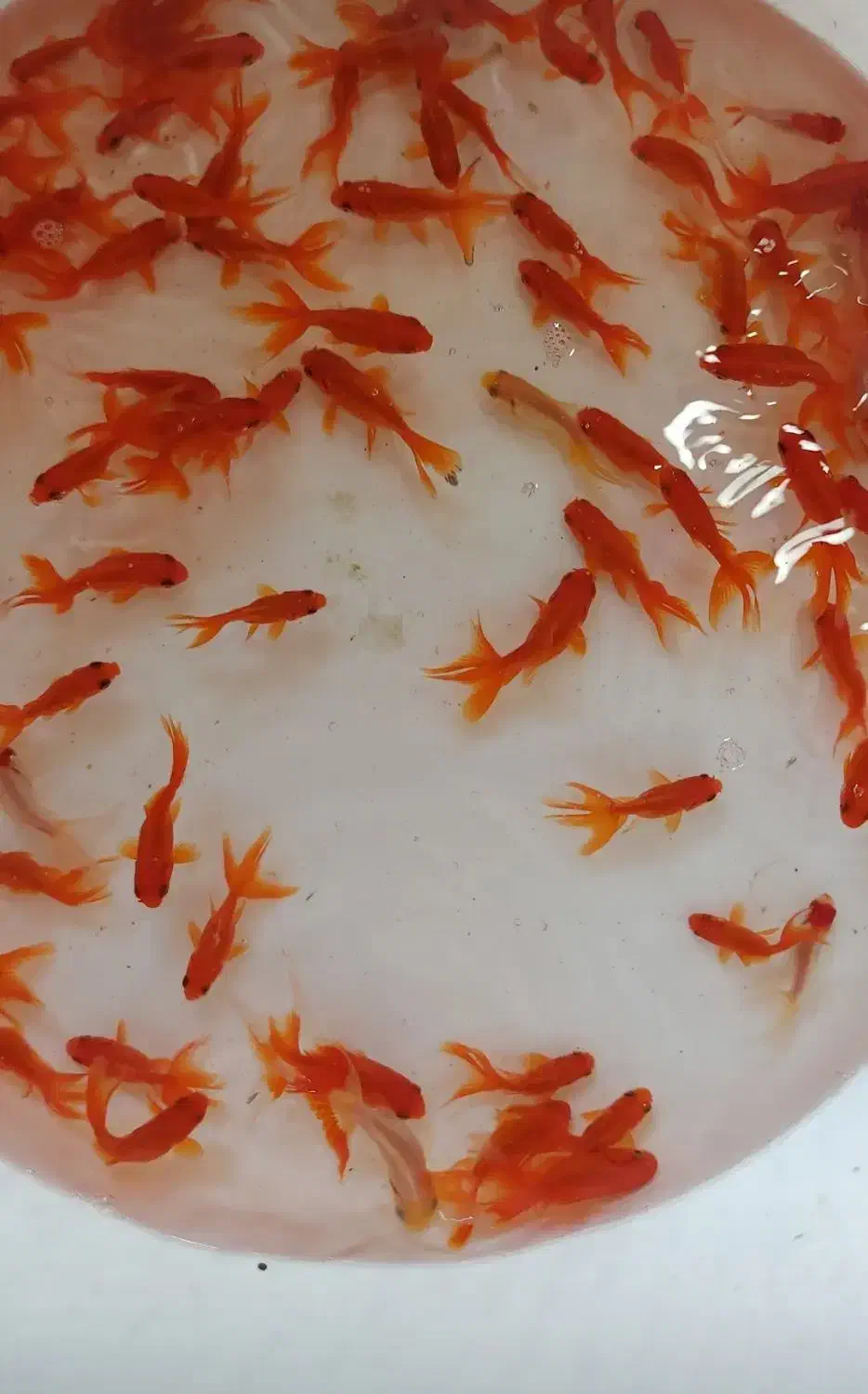 ماهی قرمز|ماهی|گلپایگان, |دیوار