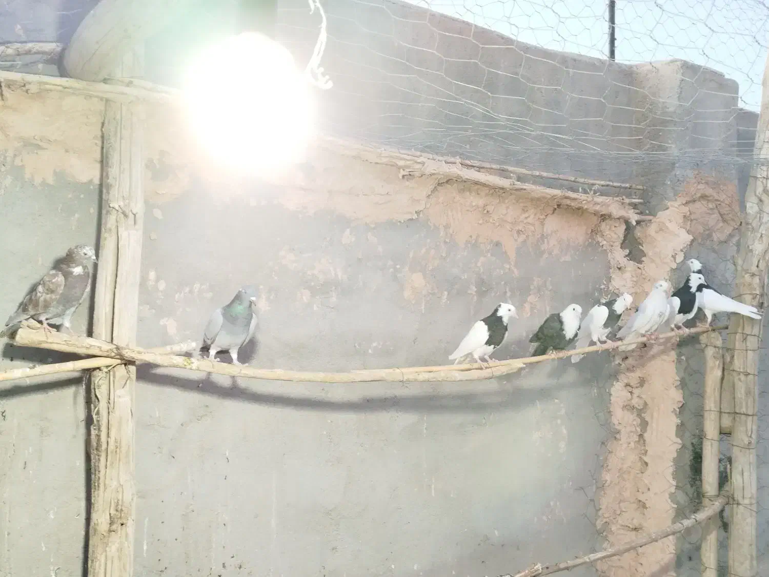 ۸عدد کفتر پرشی|پرنده|جوین, |دیوار