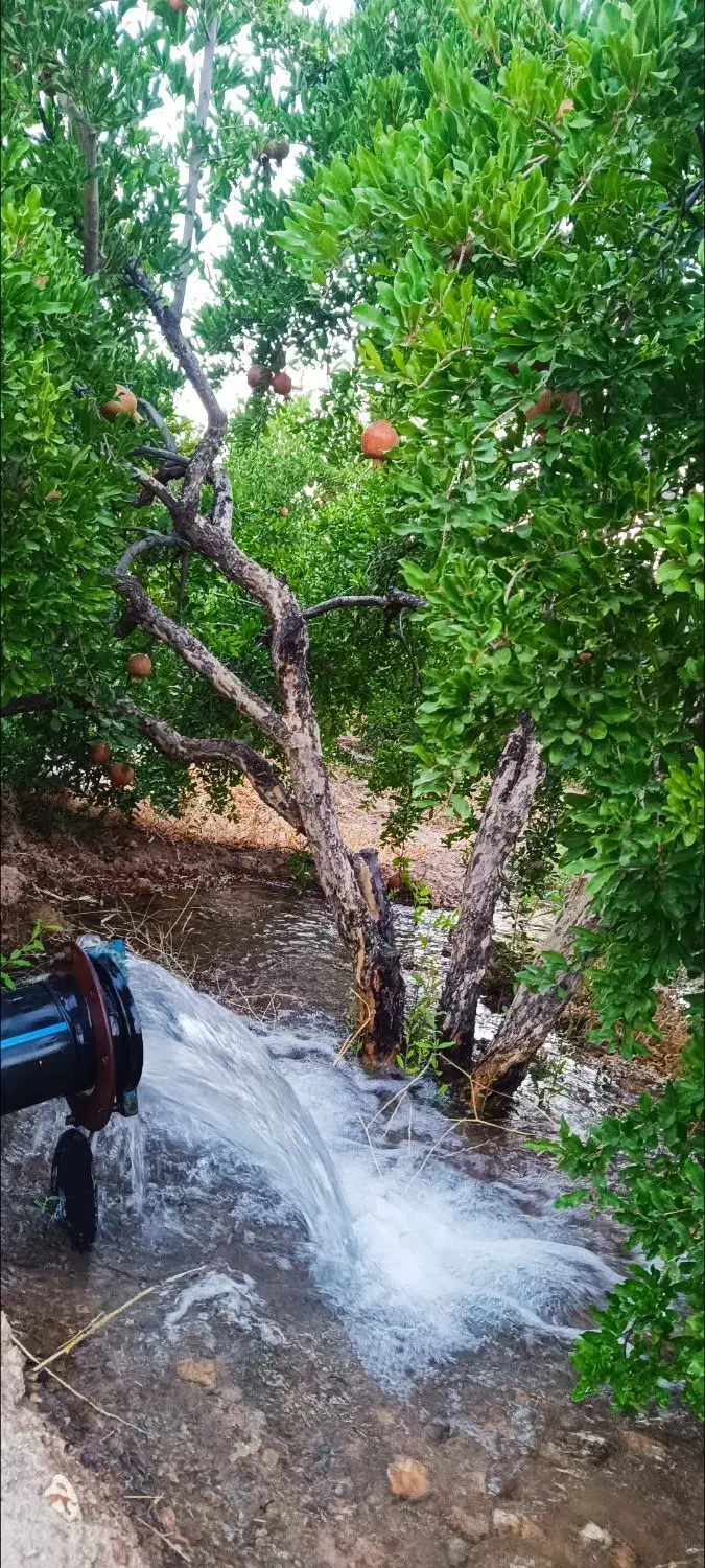 باغ انار|خدمات باغبانی و درختکاری|بختگان, |دیوار