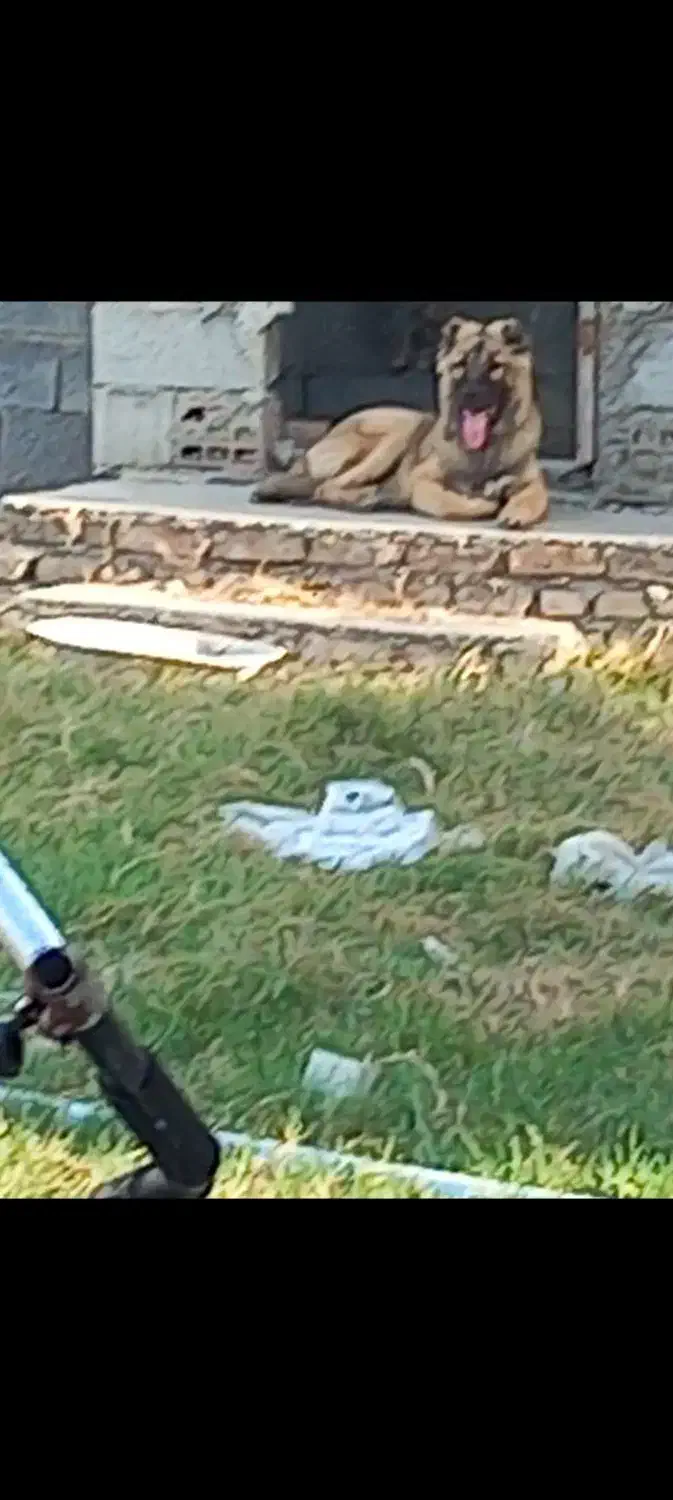 سگ پژدر ۵ ماهه|سگ|بندر ترکمن, |دیوار