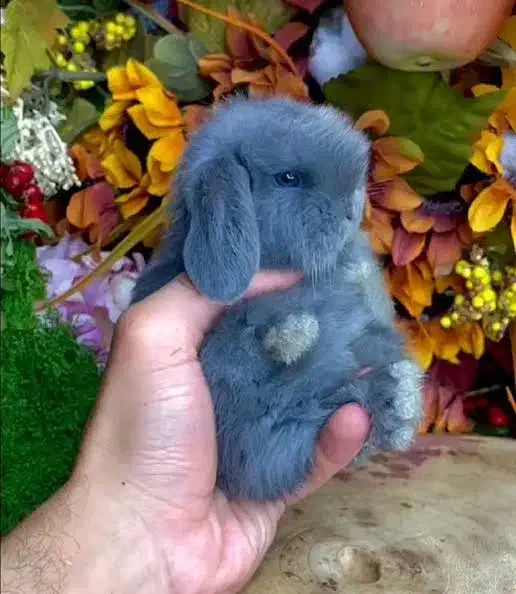 واردات خرگوش خارجی لوپ مینیاتوری ضمانت سلامت اصالت|موش و خرگوش|اصفهان, نقش جهان|دیوار