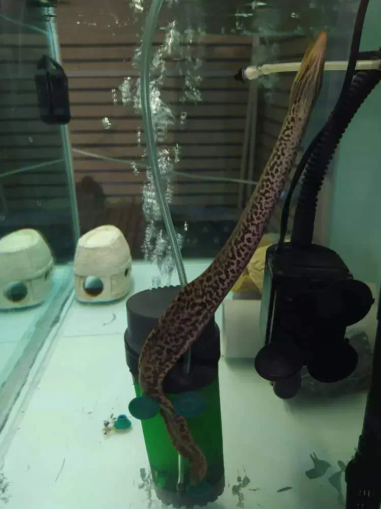 تایگر مورای یا تایگر ایل|ماهی|تهران, قبا|دیوار