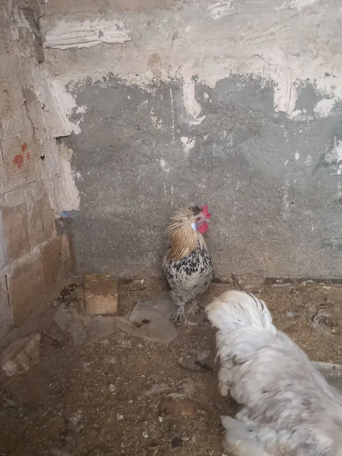 مرغ وخروس محلی جوجه ۳ ماهه هست ۲۰۰ تومان|حیوانات مزرعه|یزد, |دیوار