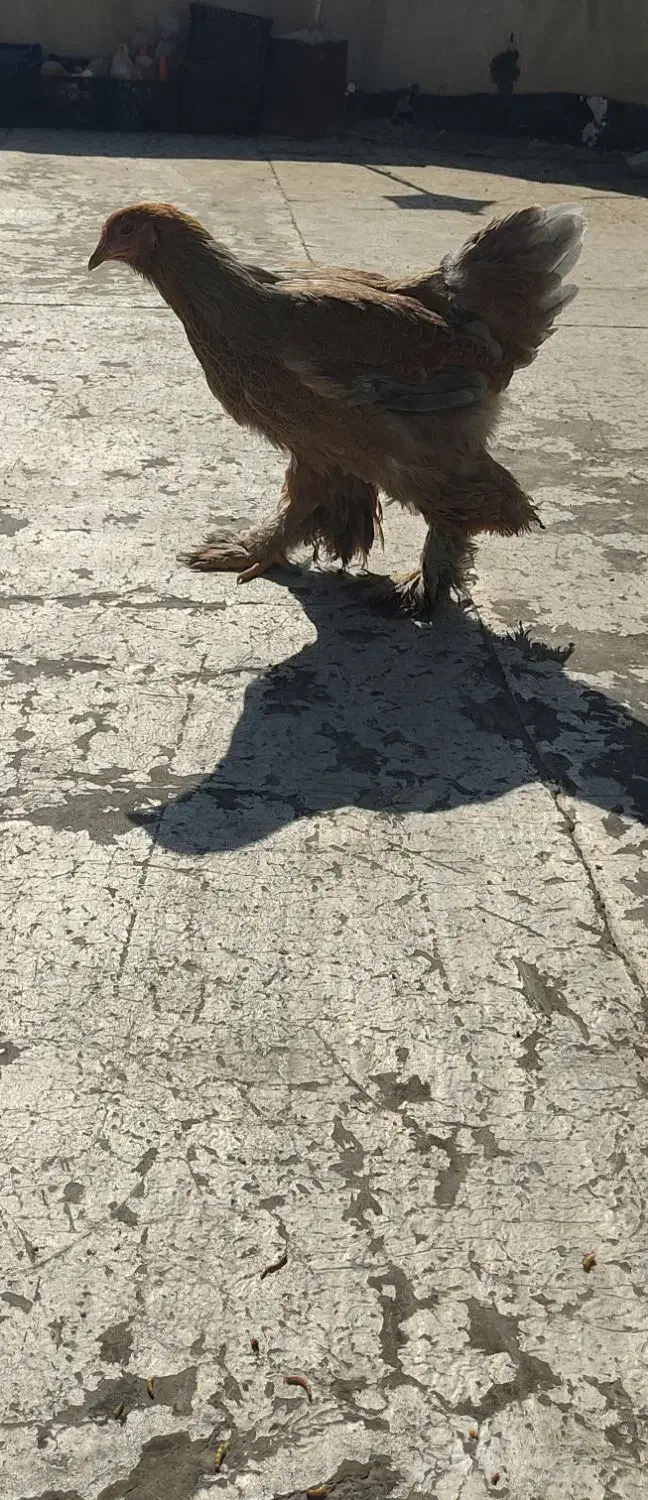 مرغ و خروس برهما|حیوانات مزرعه|شاهینشهر, شهرک گلدیس|دیوار