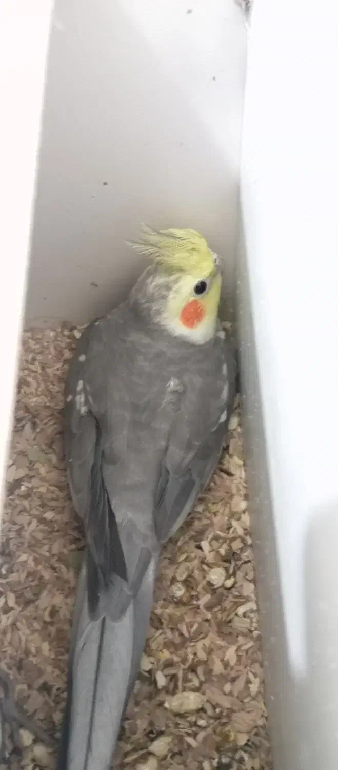 عروس هلندی مولد با سه جوجه|پرنده|هرسین, |دیوار