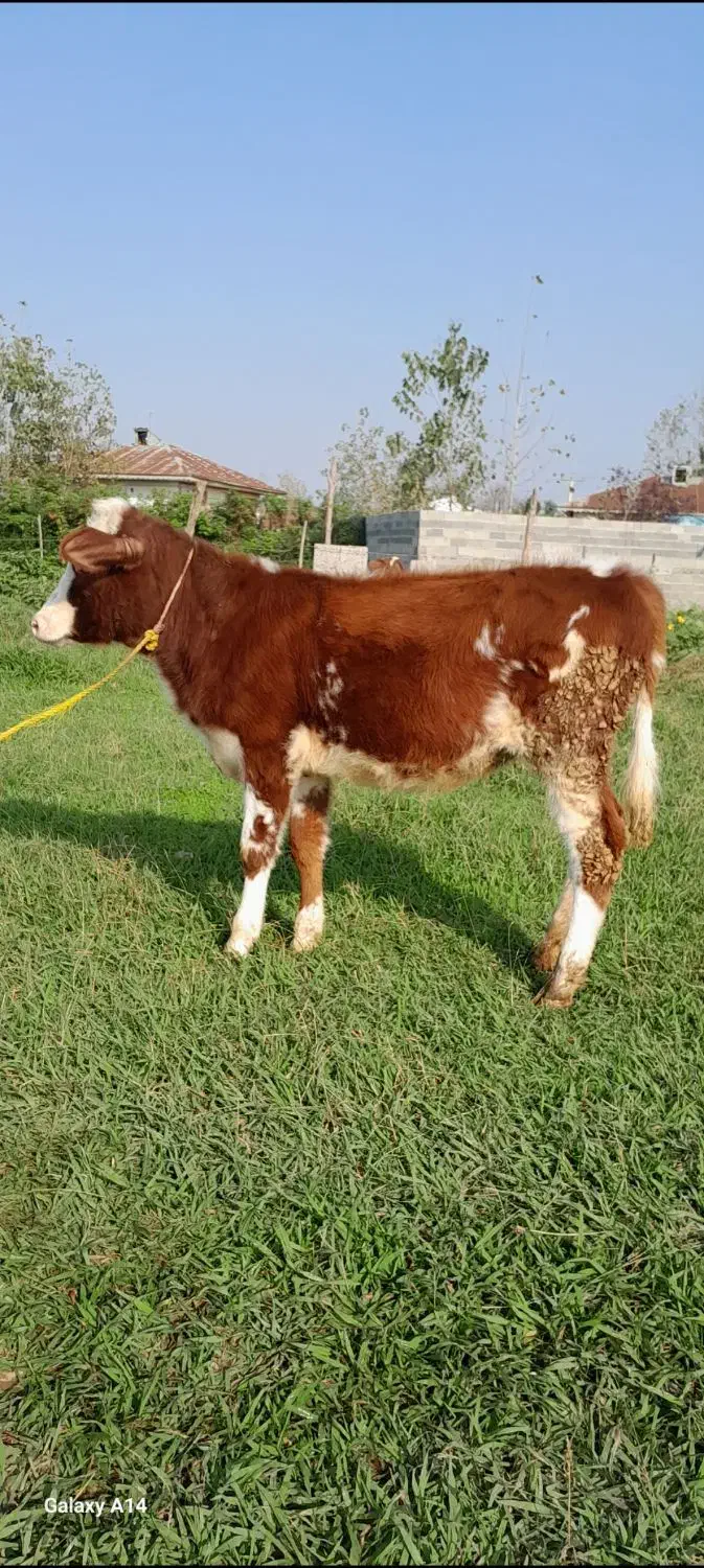 گوساله ماده سیمینتال لیشه گاو|حیوانات مزرعه|رشت, کوی مهر|دیوار