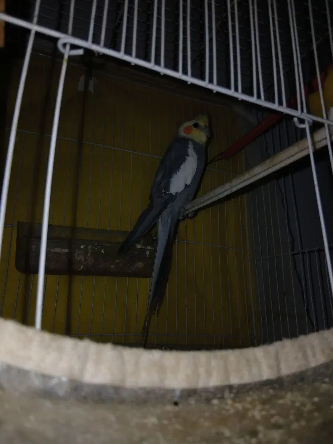 عروس هلندی دستی سخنگو حرف میزنه بوس بده بدو بیا|پرنده|خواف, |دیوار