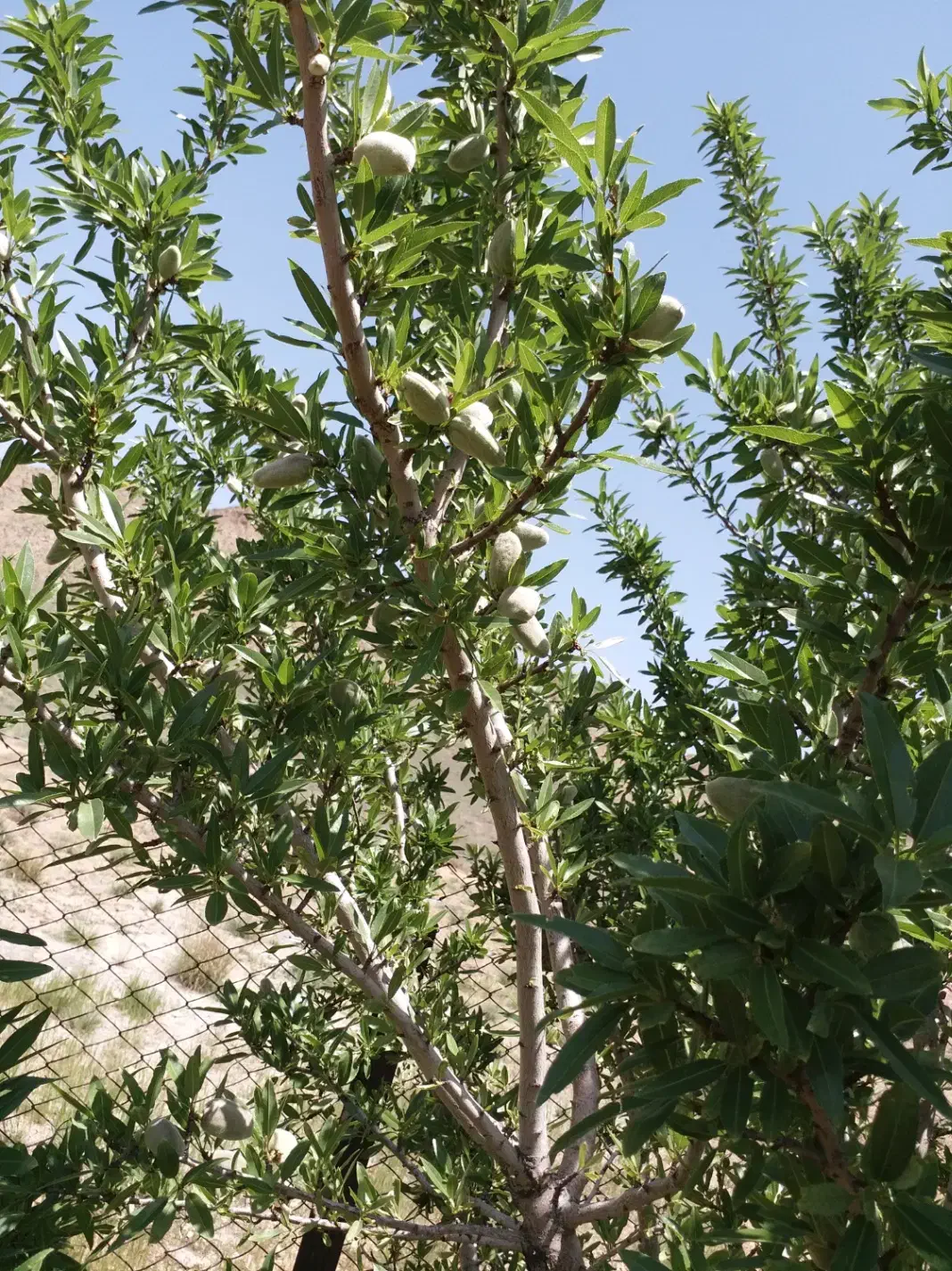 فروش یا معاوضه زمین کشاورزی|فروش دفتر صنعتی، کشاورزی، تجاری|دماوند, دماوند|دیوار