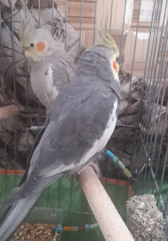 یک جفت عروس هلندی|پرنده|باغ بهادران, |دیوار