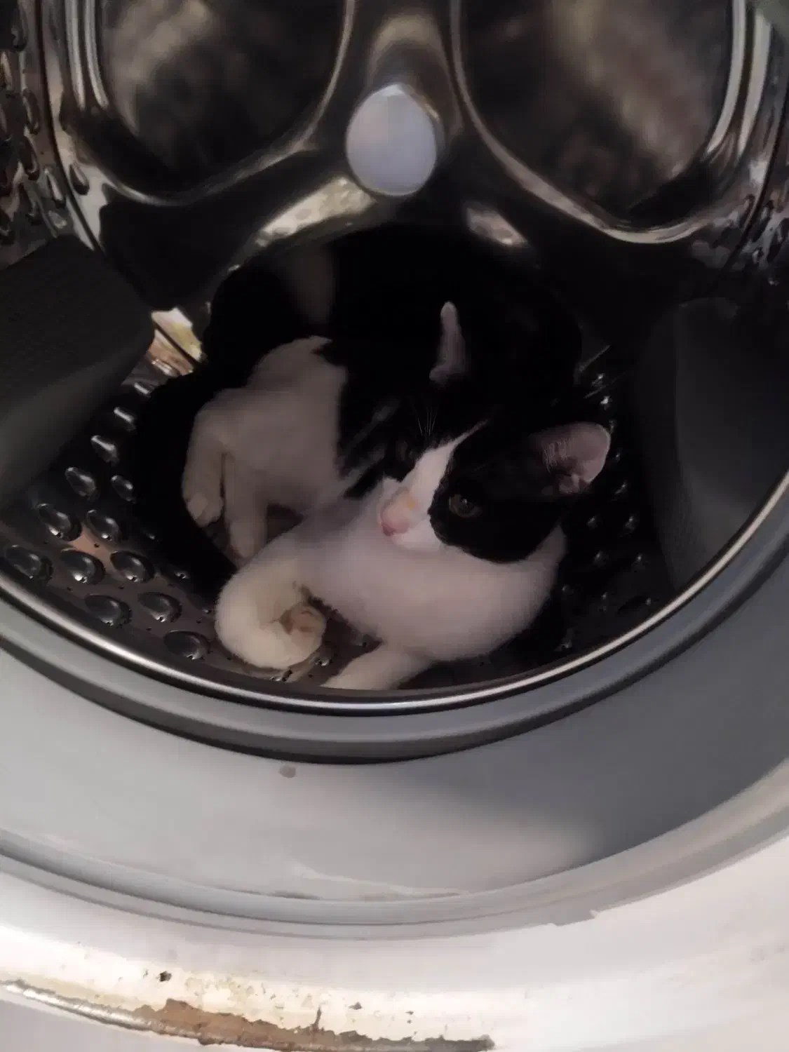 واگذاری گربه|گربه|قم, پردیسان|دیوار