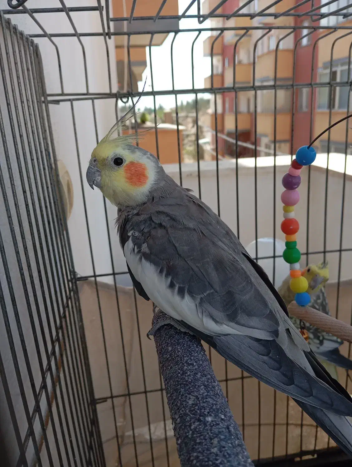 عروس هلندی|پرنده|محمدشهر, شهرک پیام (مهرالبرز)|دیوار