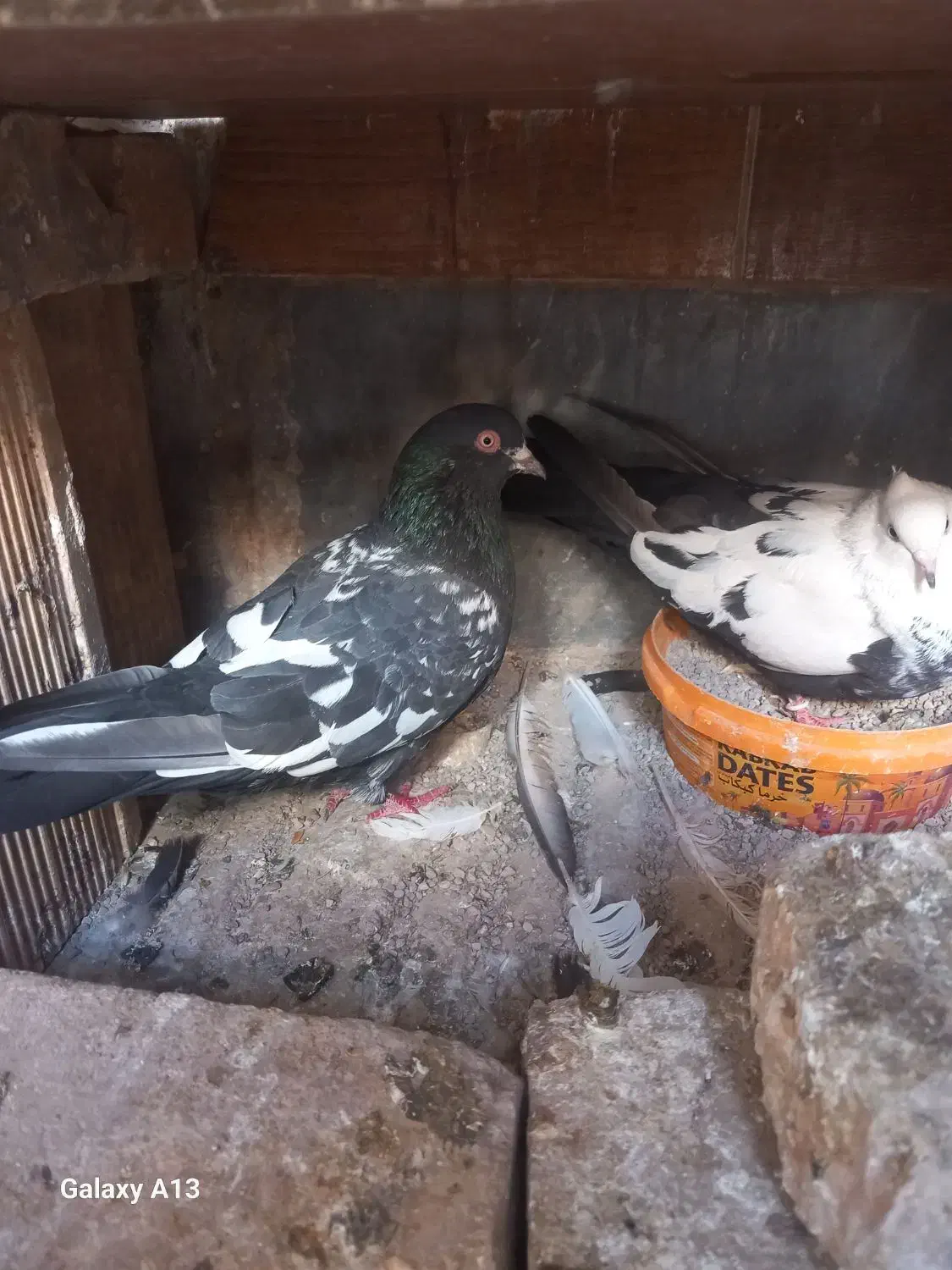 کفتر جوجه کشی.عالی|پرنده|گرمسار, |دیوار