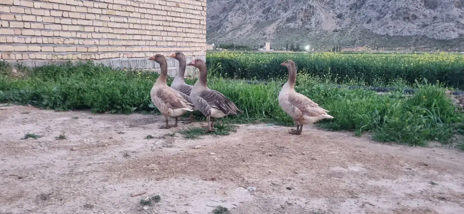 غاز|حیوانات مزرعه|زرقان, |دیوار