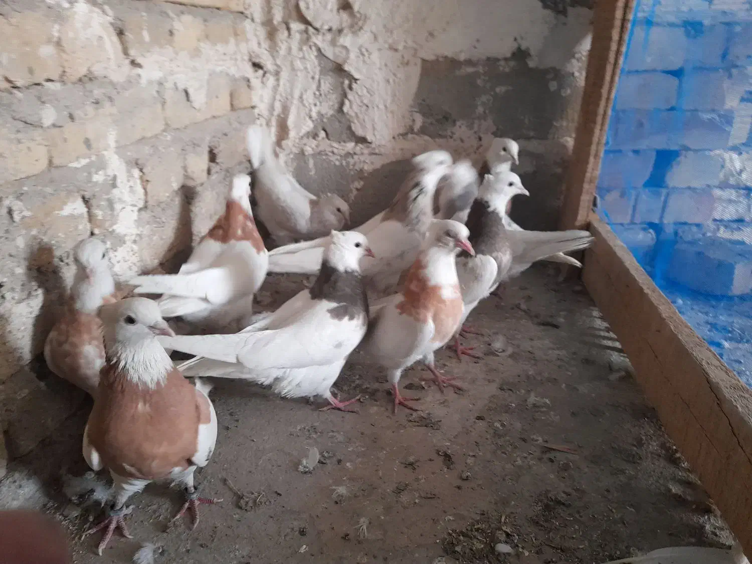 کبوتر طوقی|پرنده|کبودرآهنگ, |دیوار