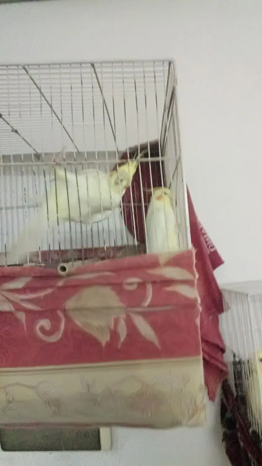 یک جفت عروس هلندی یک جفت مرغ عشق|پرنده|مشهد, گلشور|دیوار